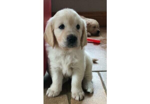 gumtree golden retriever for sale